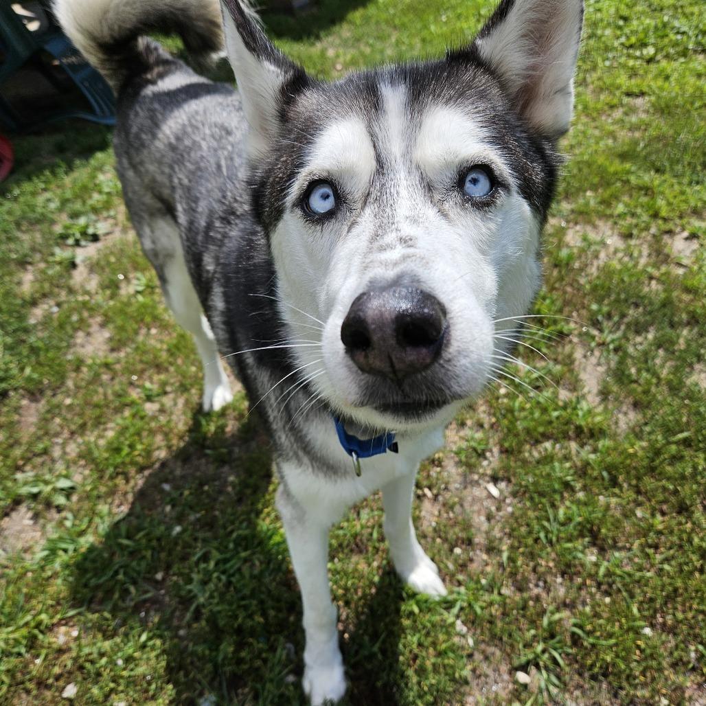 Milo, a Adoptable Husky in Concord, NH image 2/4