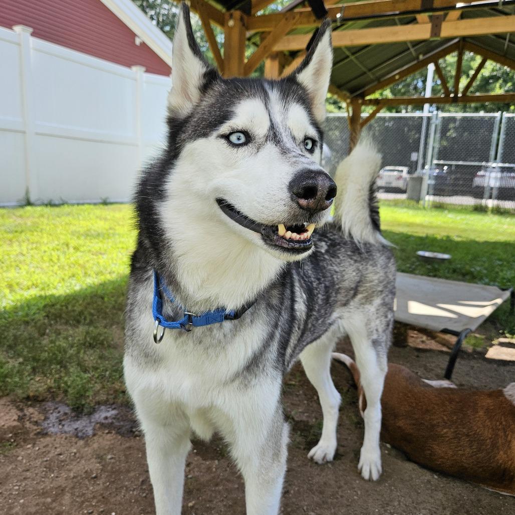 Milo, a Adoptable Husky in Concord, NH image 3/4