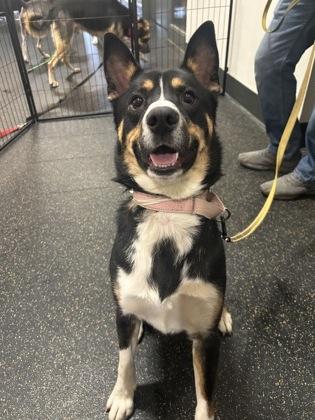 Enlarge Blue, a Adoptable mixed breed in Cincinnati, OH image 1/3