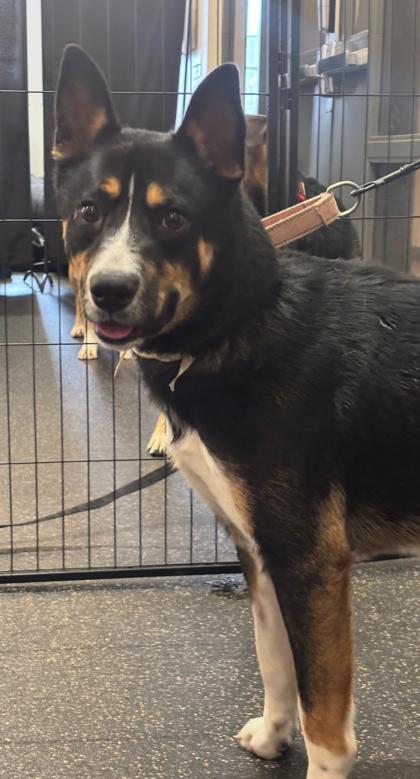 Enlarge Blue, a Adoptable mixed breed in Cincinnati, OH image 2/3