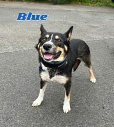 Enlarge Blue, a Adoptable mixed breed in Cincinnati, OH image 3/3