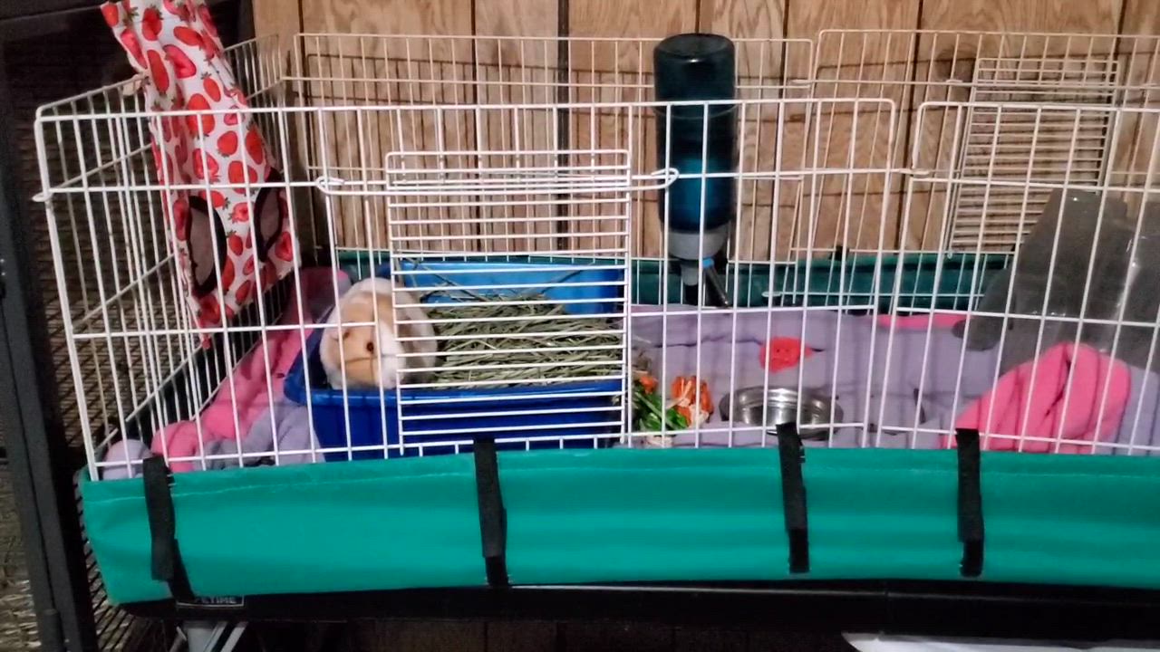 Enlarge Anchovy, a ADOPTABLE Guinea Pig in Saint Paul, MN video 1/1
