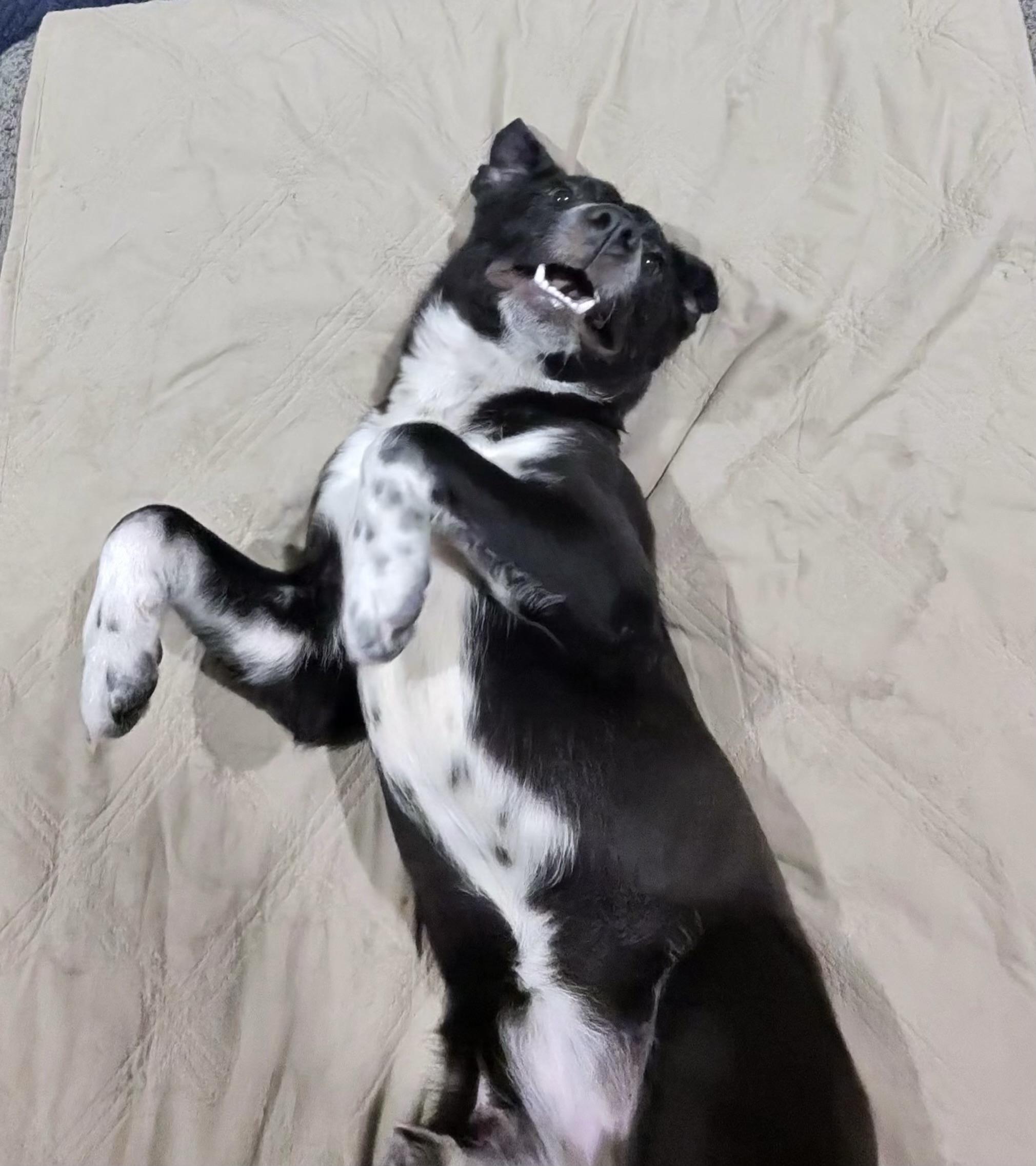 Daisy!!, ADOPTABLE, Puppy Female Black Labrador Retriever.