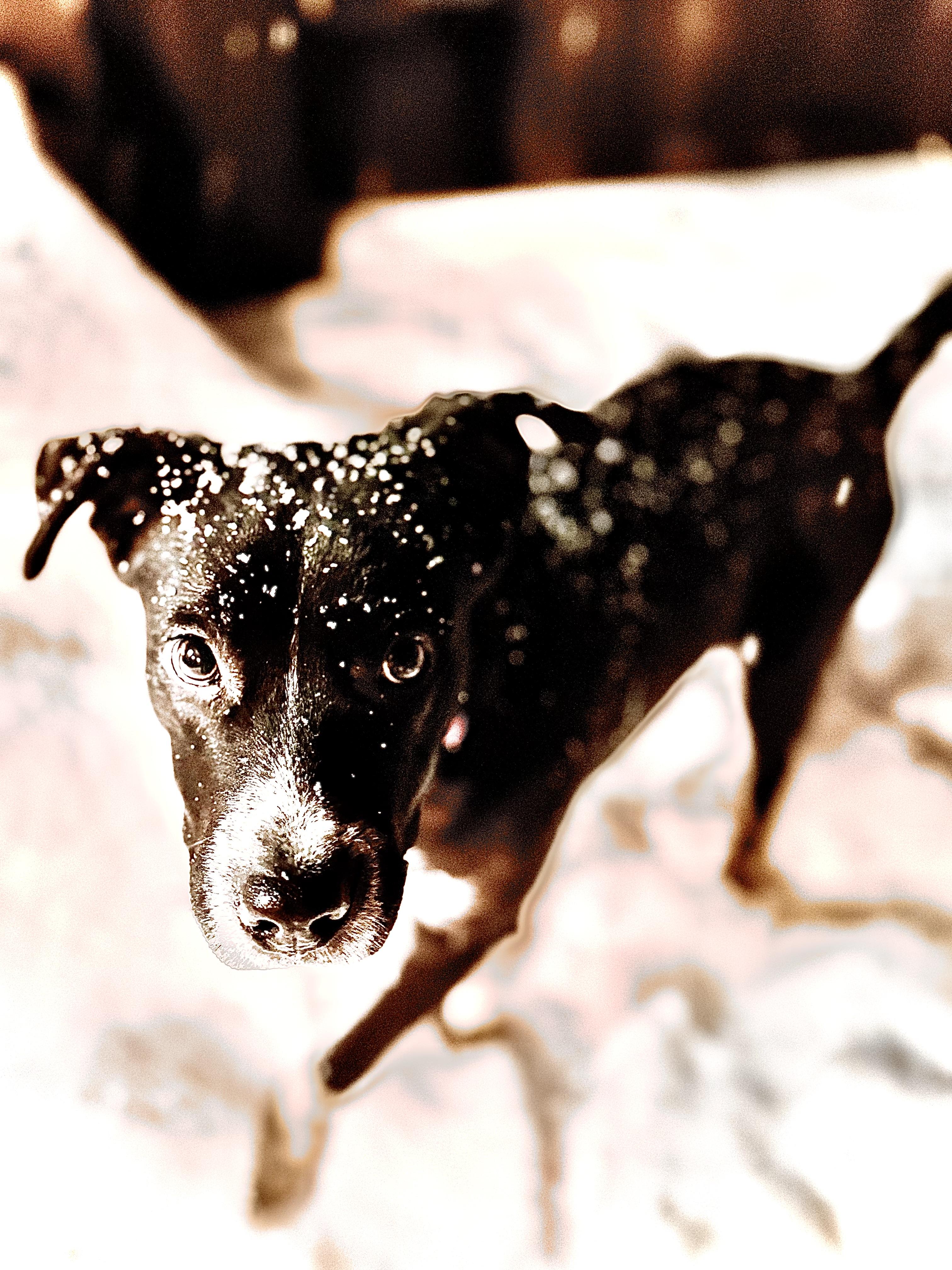 Enlarge Daisy!!, a ADOPTABLE mixed breed in Newton, NJ image 2/3