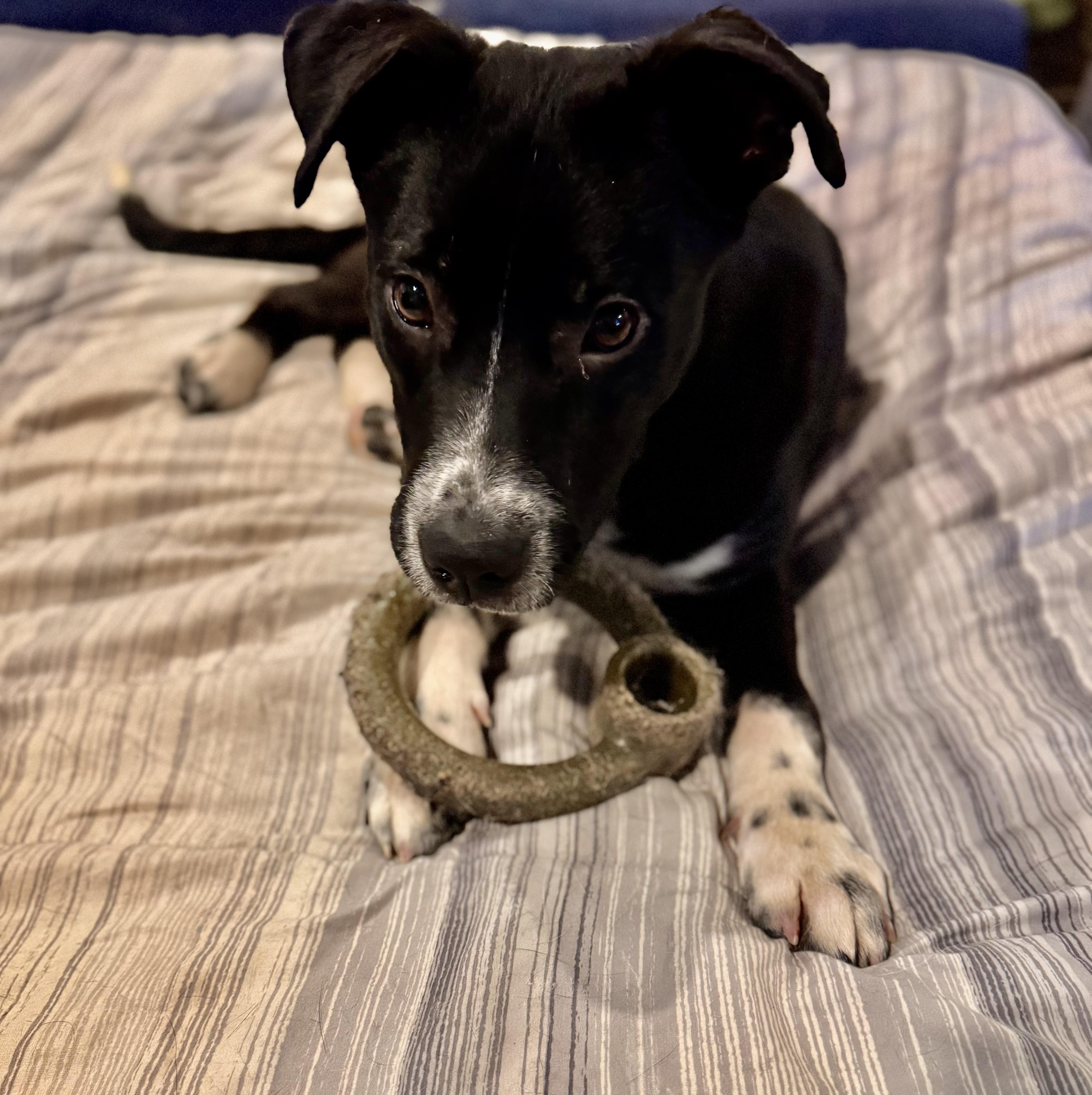 Enlarge Daisy!!, a ADOPTABLE mixed breed in Newton, NJ image 3/3