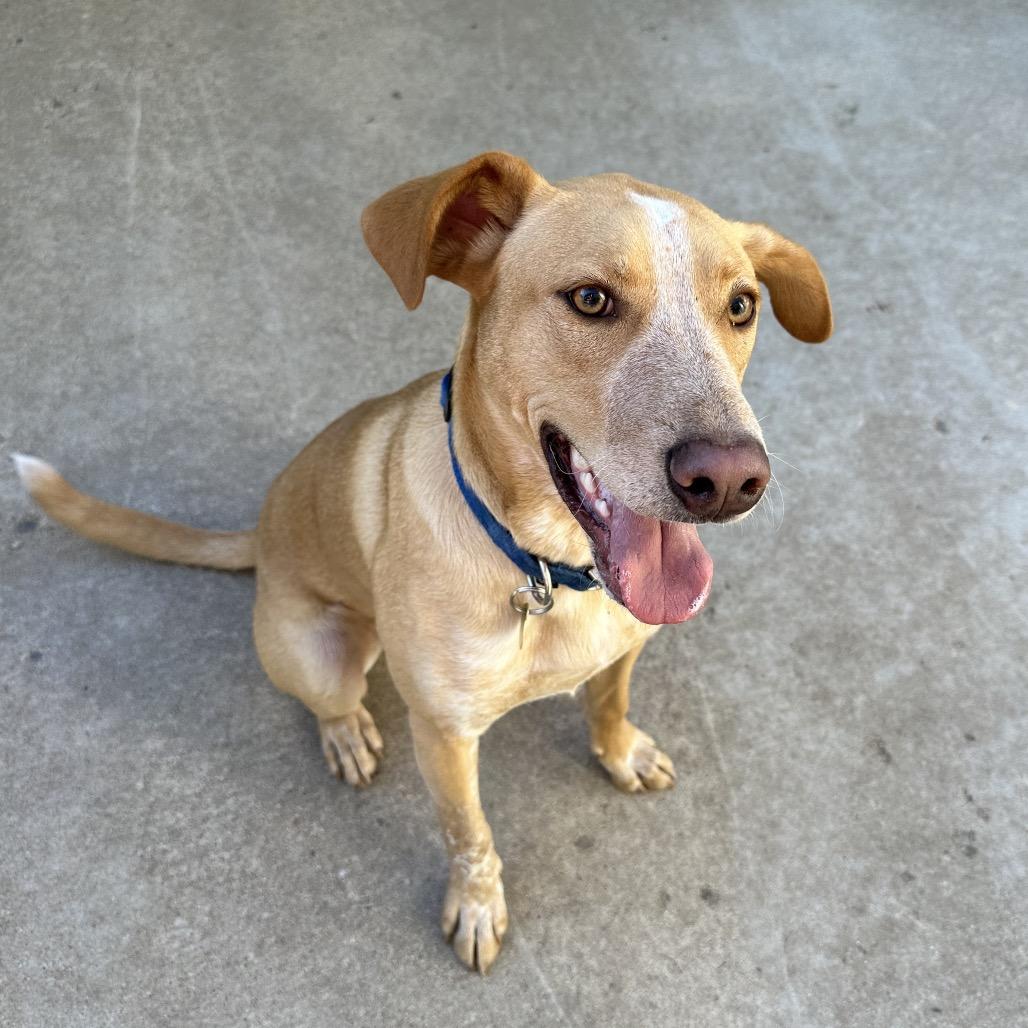 Enlarge Stitch, a Adoptable Mixed Breed in Priest River, ID image 5/6