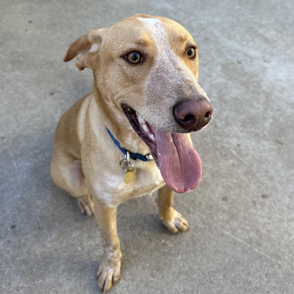 Enlarge Stitch, a Adoptable Mixed Breed in Priest River, ID image 6/6