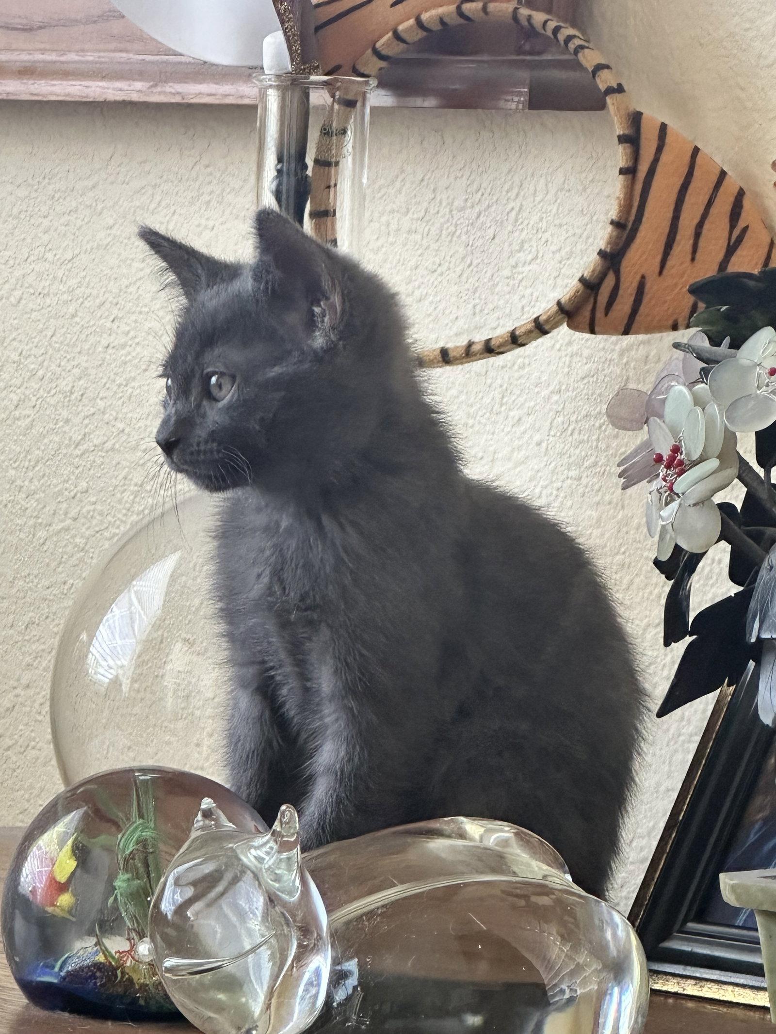 Reid (4987) Adopted, Adopted, Kitten Female Domestic Short Hair.