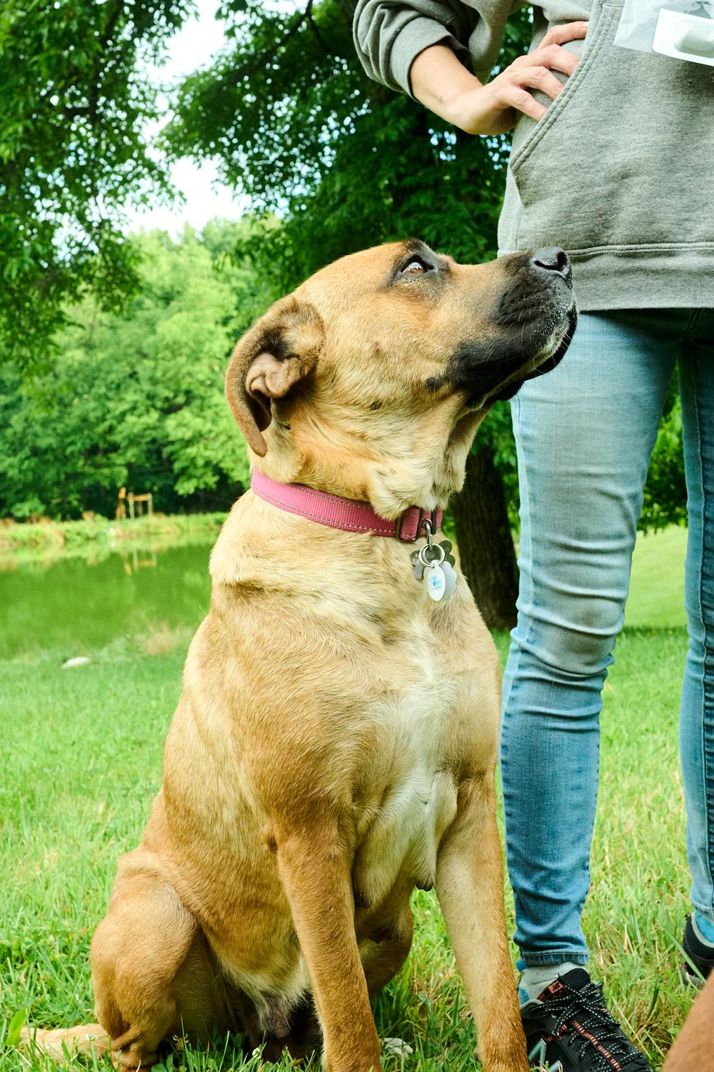 Nova & Loki, a ADOPTABLE mixed breed in Floyd, VA image 5/6