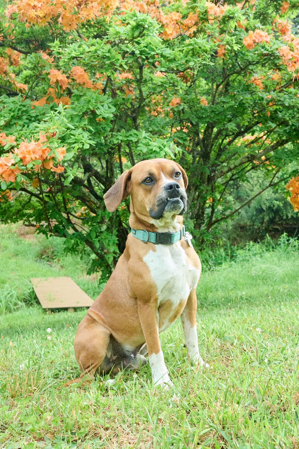 Nova & Loki, a ADOPTABLE mixed breed in Floyd, VA image 3/6