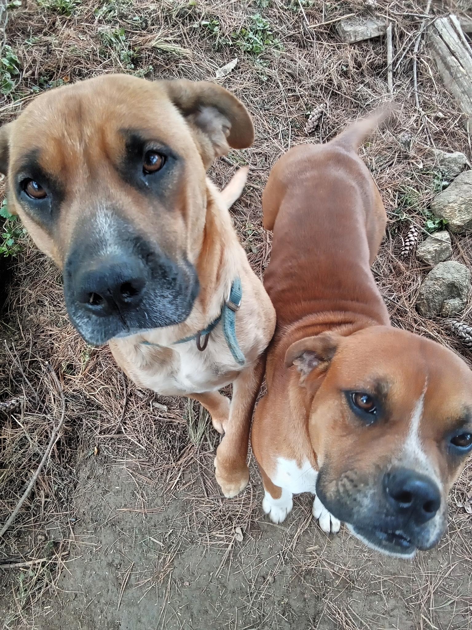 Nova & Loki, ADOPTABLE, Adult Male Boxer.