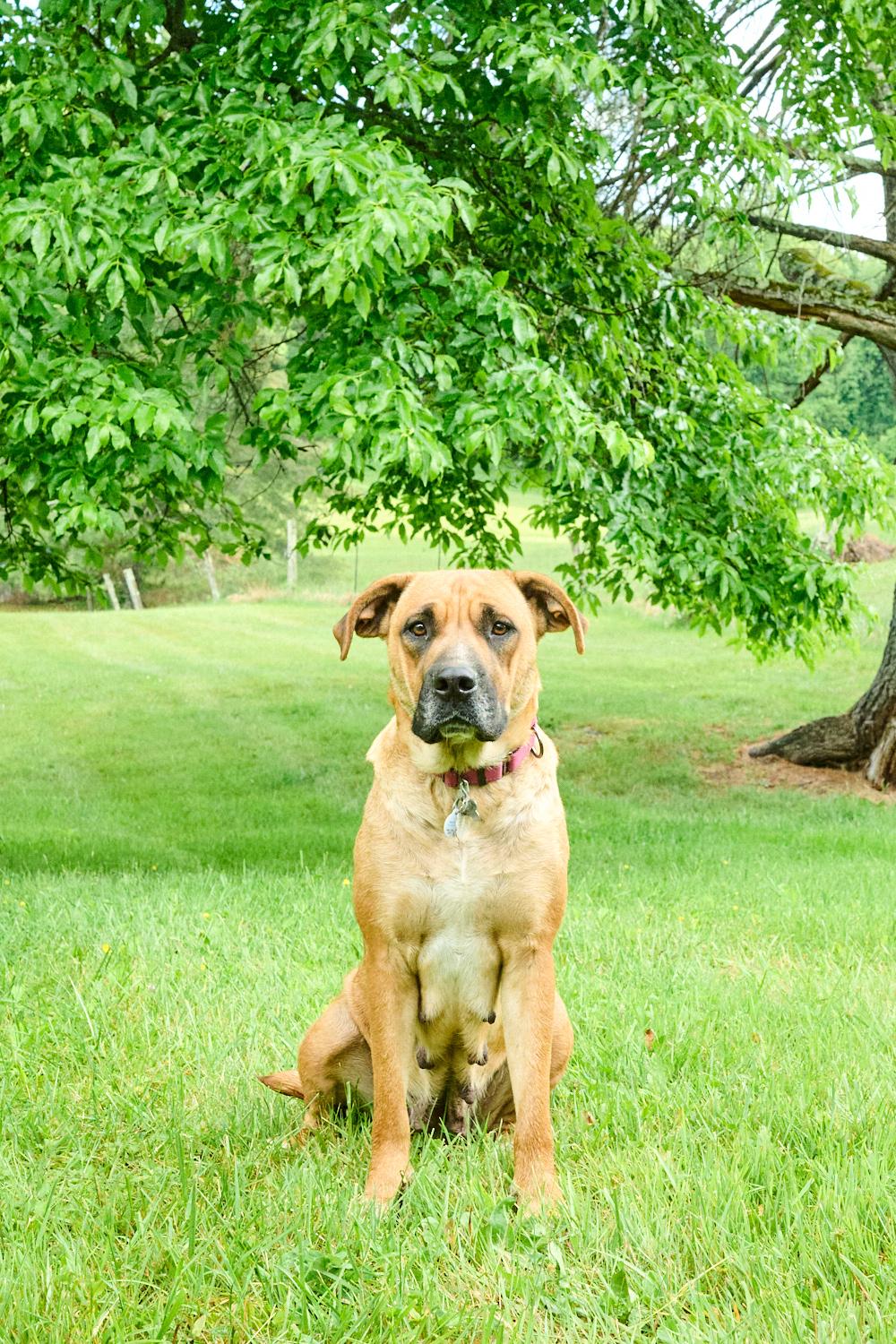 Nova & Loki, a ADOPTABLE mixed breed in Floyd, VA image 6/6