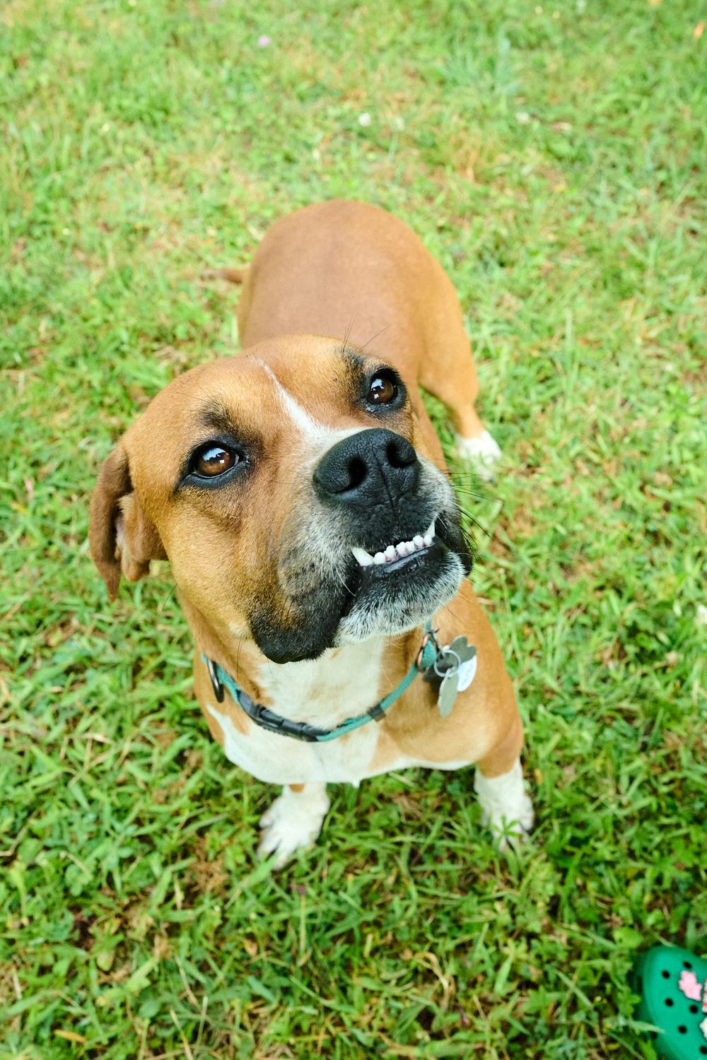 Nova & Loki, a ADOPTABLE mixed breed in Floyd, VA image 4/6