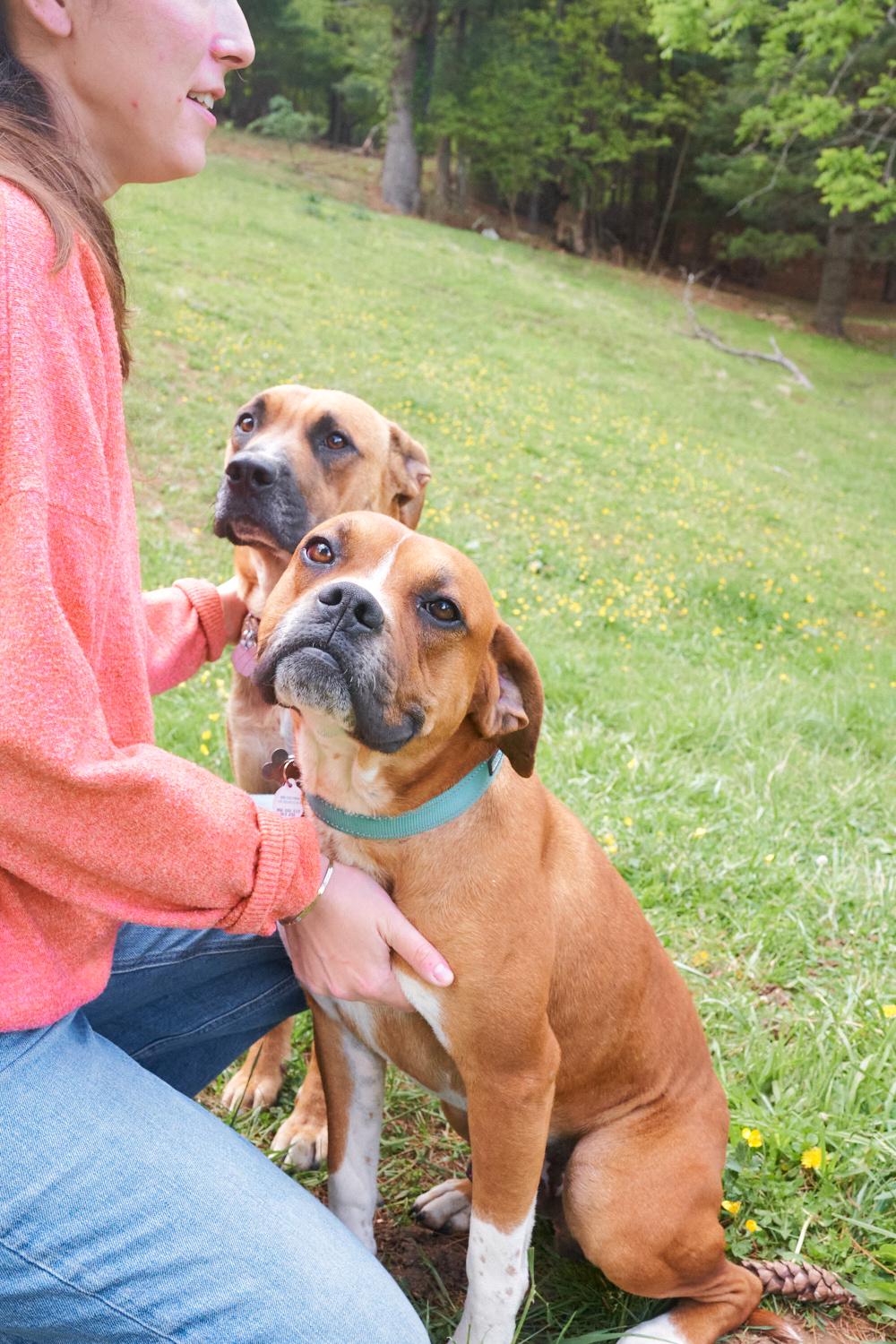 Nova & Loki, ADOPTABLE, Adult Male Boxer.