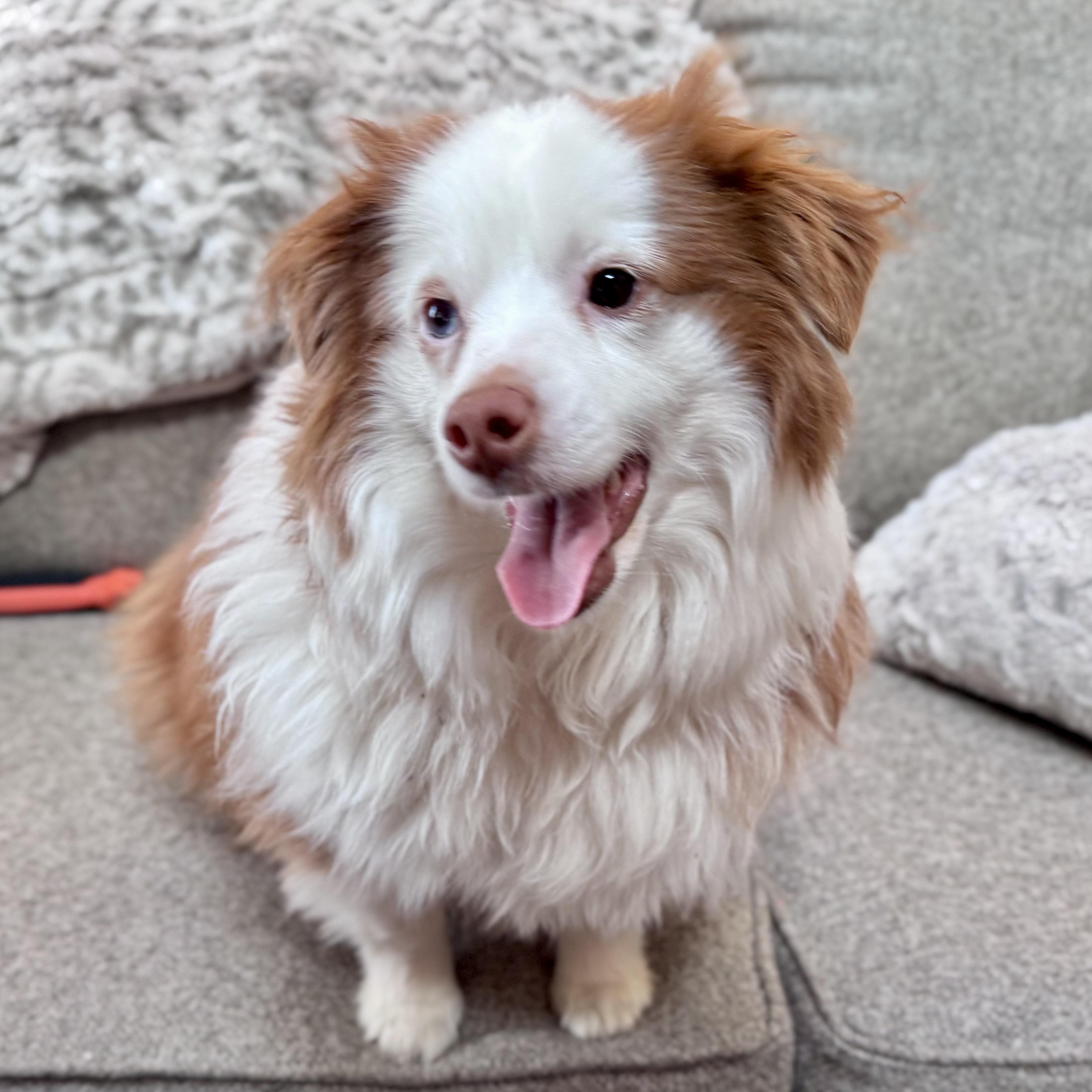 Enlarge Tater, a ADOPTABLE Australian Shepherd in Olathe, KS image 1/6