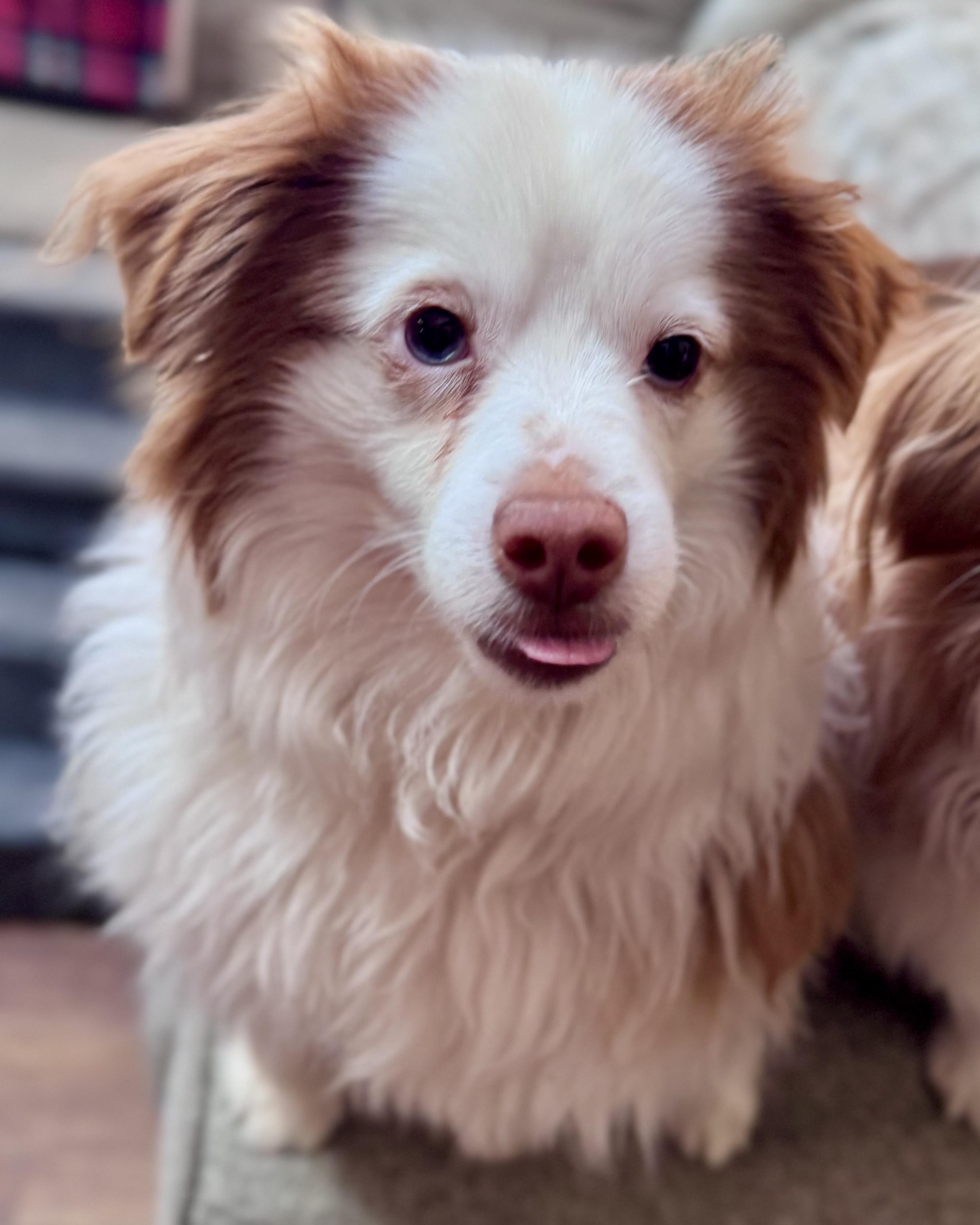Enlarge Tater, a ADOPTABLE Australian Shepherd in Olathe, KS image 6/6