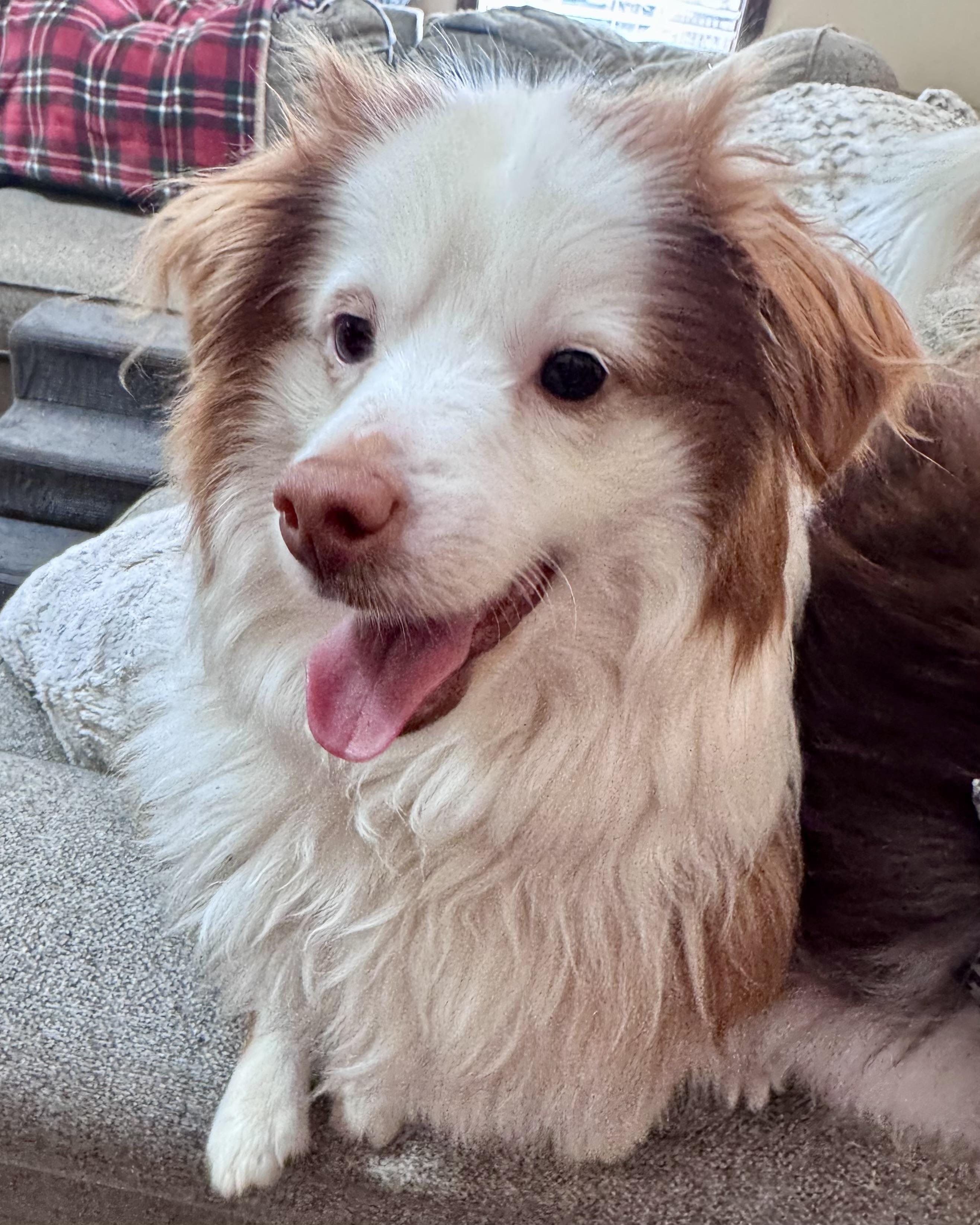 Enlarge Tater, a ADOPTABLE Australian Shepherd in Olathe, KS image 4/6