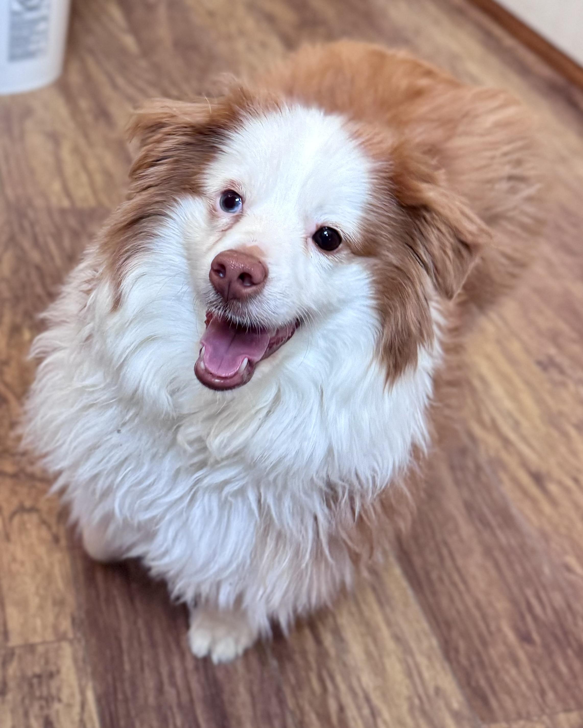 Enlarge Tater, a ADOPTABLE Australian Shepherd in Olathe, KS image 2/6
