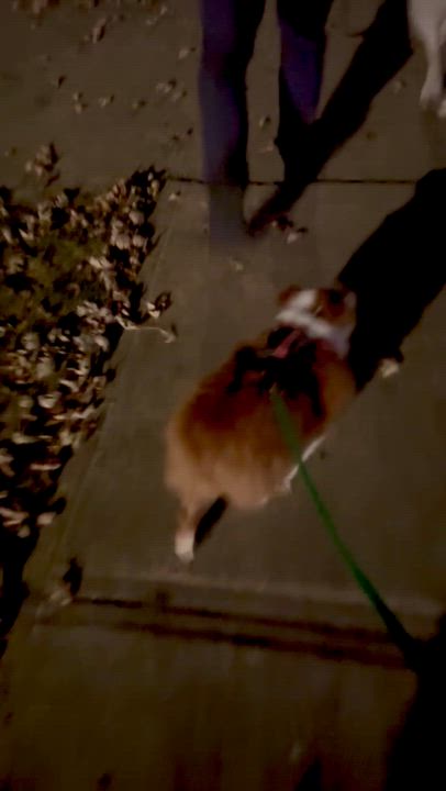 Enlarge Tater, a ADOPTABLE Australian Shepherd in Olathe, KS video 3/6