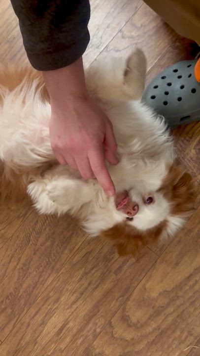 Enlarge Tater, a ADOPTABLE Australian Shepherd in Olathe, KS video 5/6