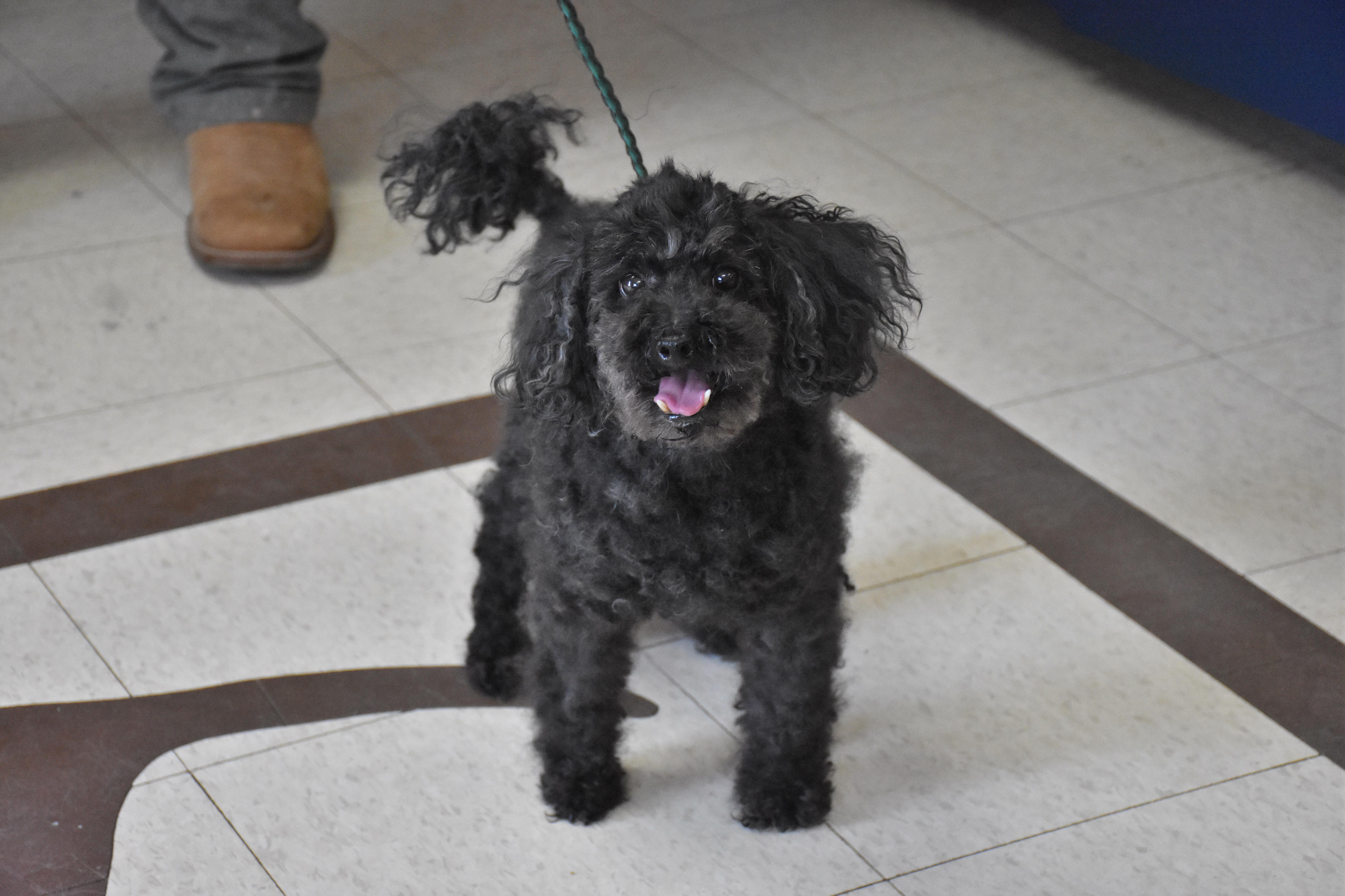 Kelly, ADOPTABLE, Senior Male Poodle (Toy).