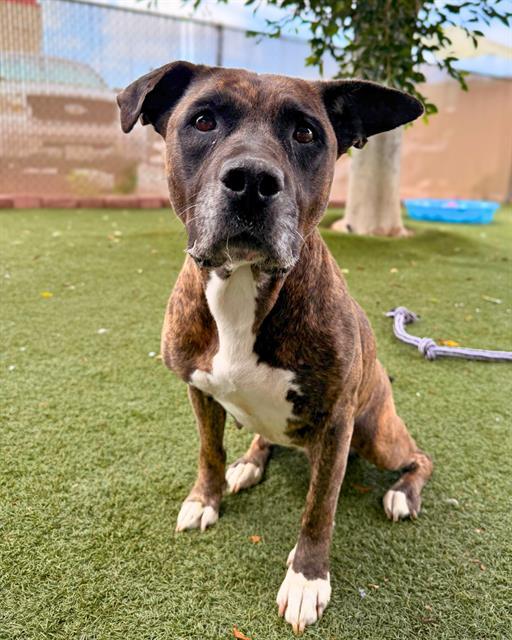 Enlarge BUTTER BISCUIT, a Adoptable mixed breed in Chula Vista, CA image 1/1