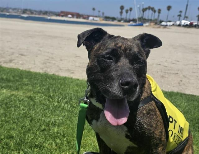 MARIPOSA, Adoptable, Adult Female Pit Bull Terrier & Mixed Breed.