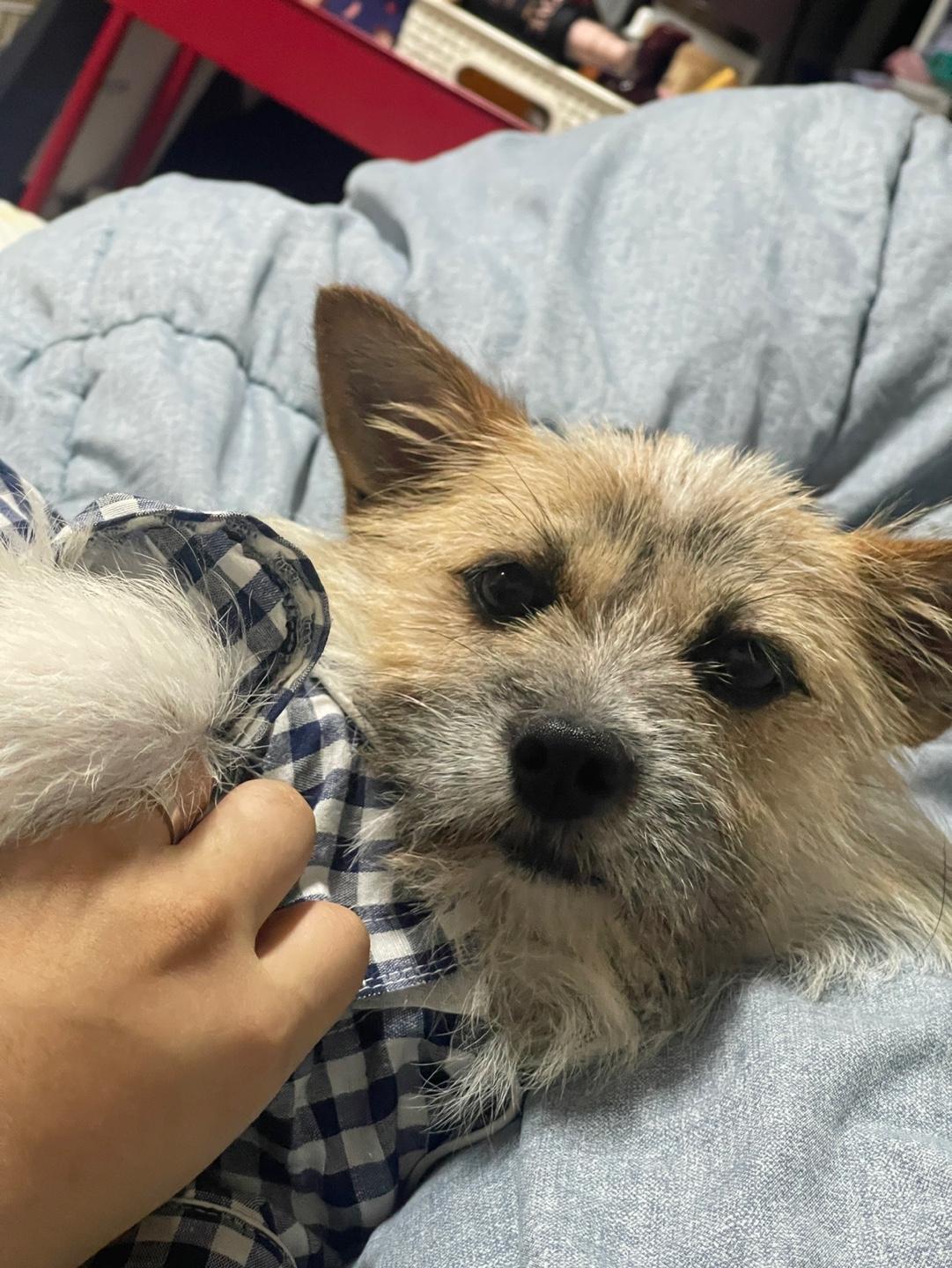 Boris, Adoptable, Young Male Norfolk Terrier & Jindo.