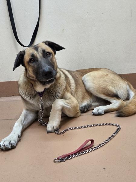 Mya, Adoptable, Young Female Anatolian Shepherd.