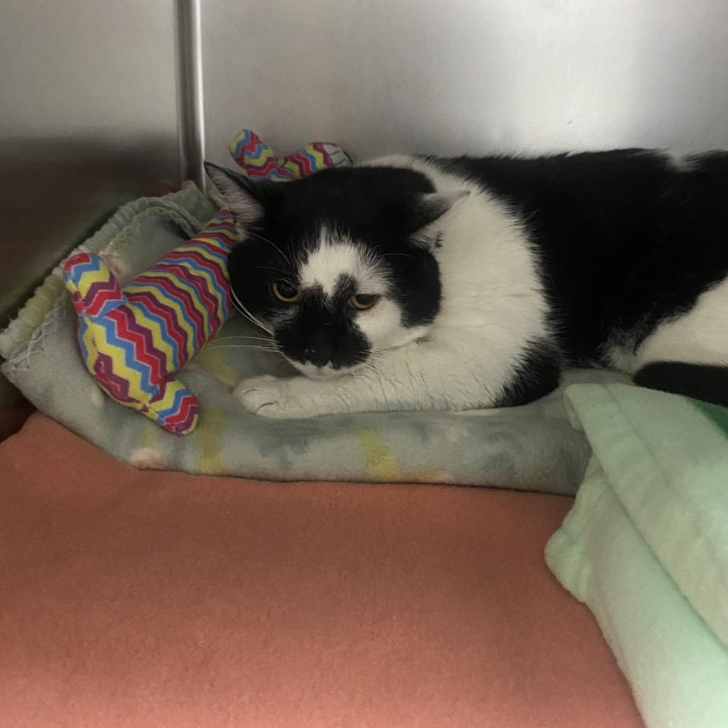 Static, Adoptable, Adult Male Domestic Short Hair.