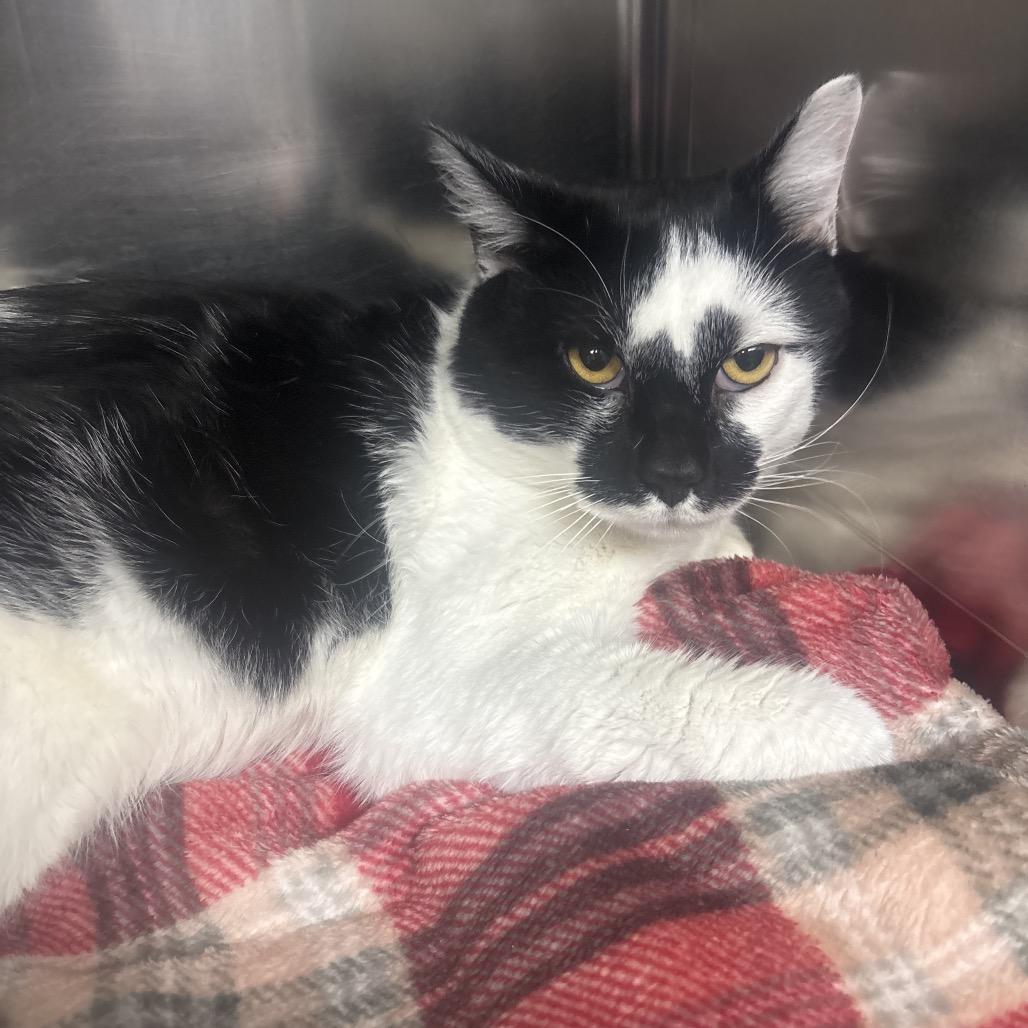 Enlarge Static, a Adoptable Domestic Short Hair in Canastota, NY image 2/4