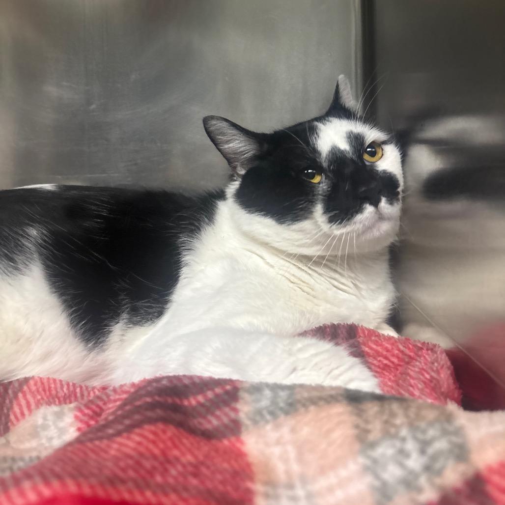 Enlarge Static, a Adoptable Domestic Short Hair in Canastota, NY image 3/4