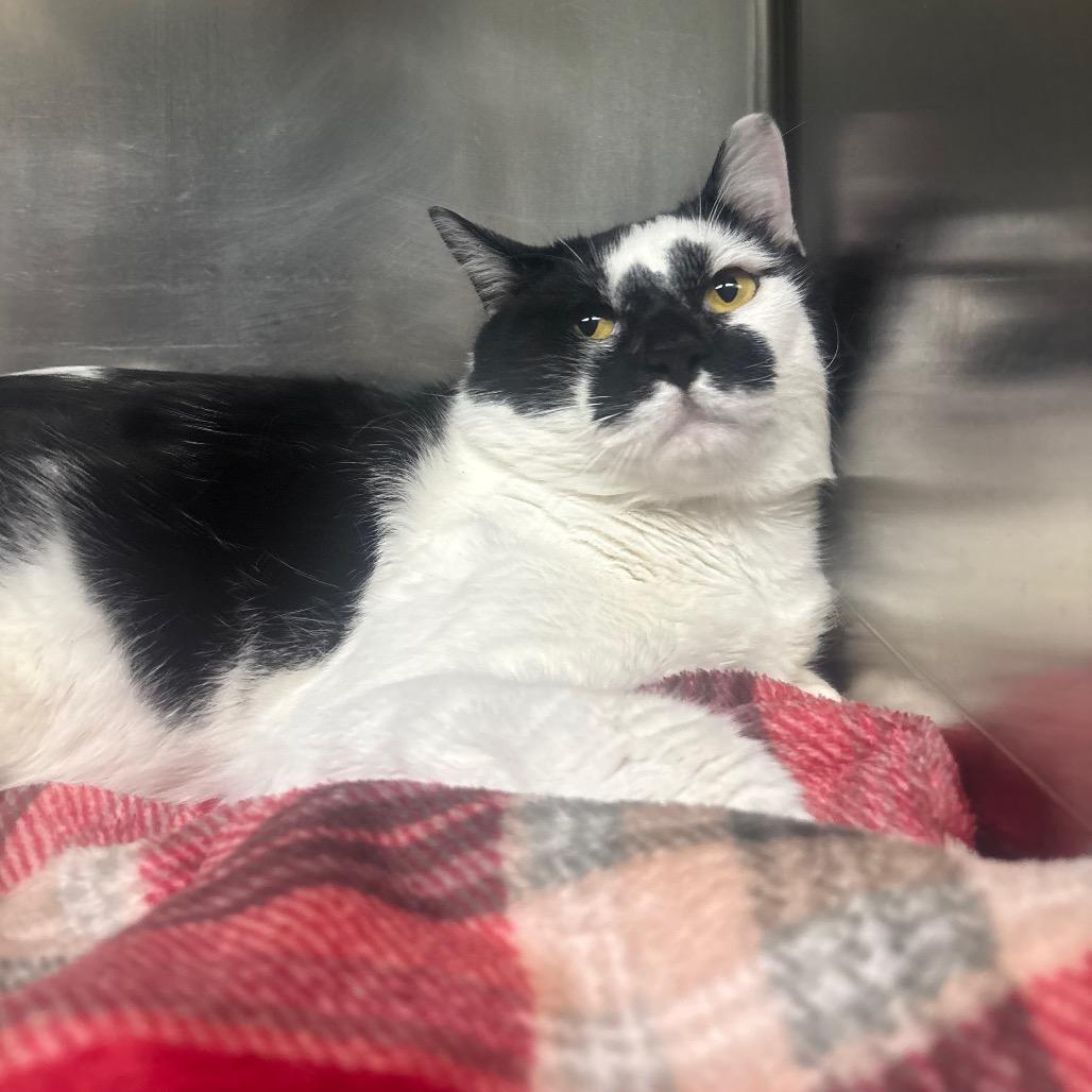 Enlarge Static, a Adoptable Domestic Short Hair in Canastota, NY image 4/4