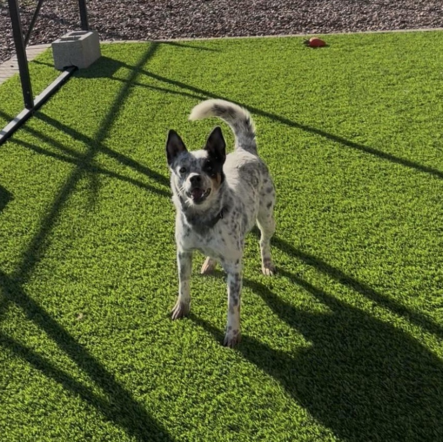 Enlarge IZZY, a ADOPTABLE mixed breed in Washington, UT image 1/1