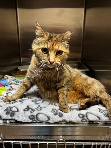 Meeka, ADOPTABLE, Adult Female Domestic Short Hair.