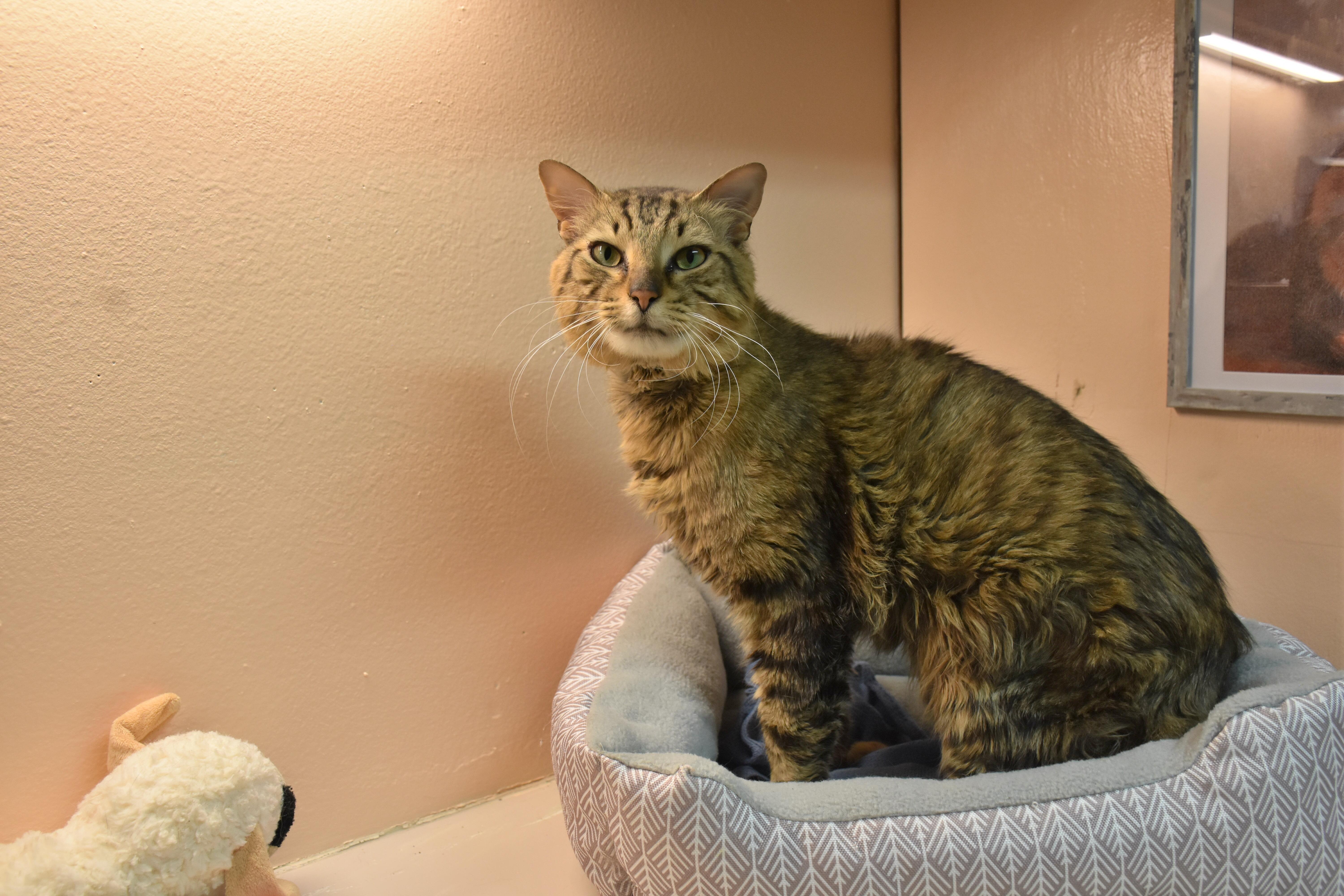 Leo, adopted, Adult Male Domestic Short Hair.