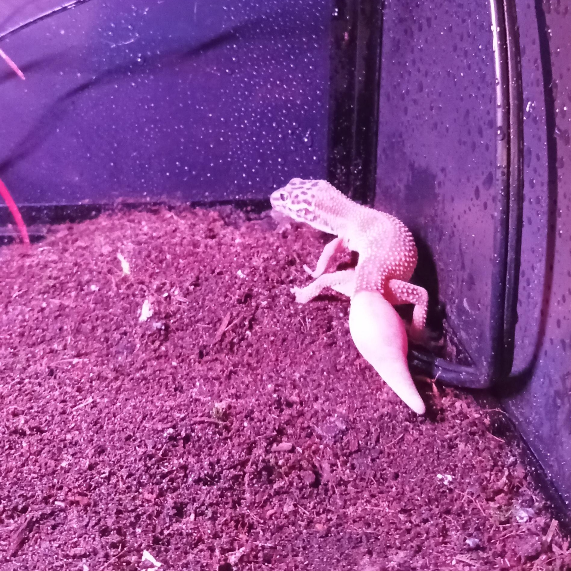 Enlarge Baja, a Adoptable Gecko in Modesto, CA image 2/3