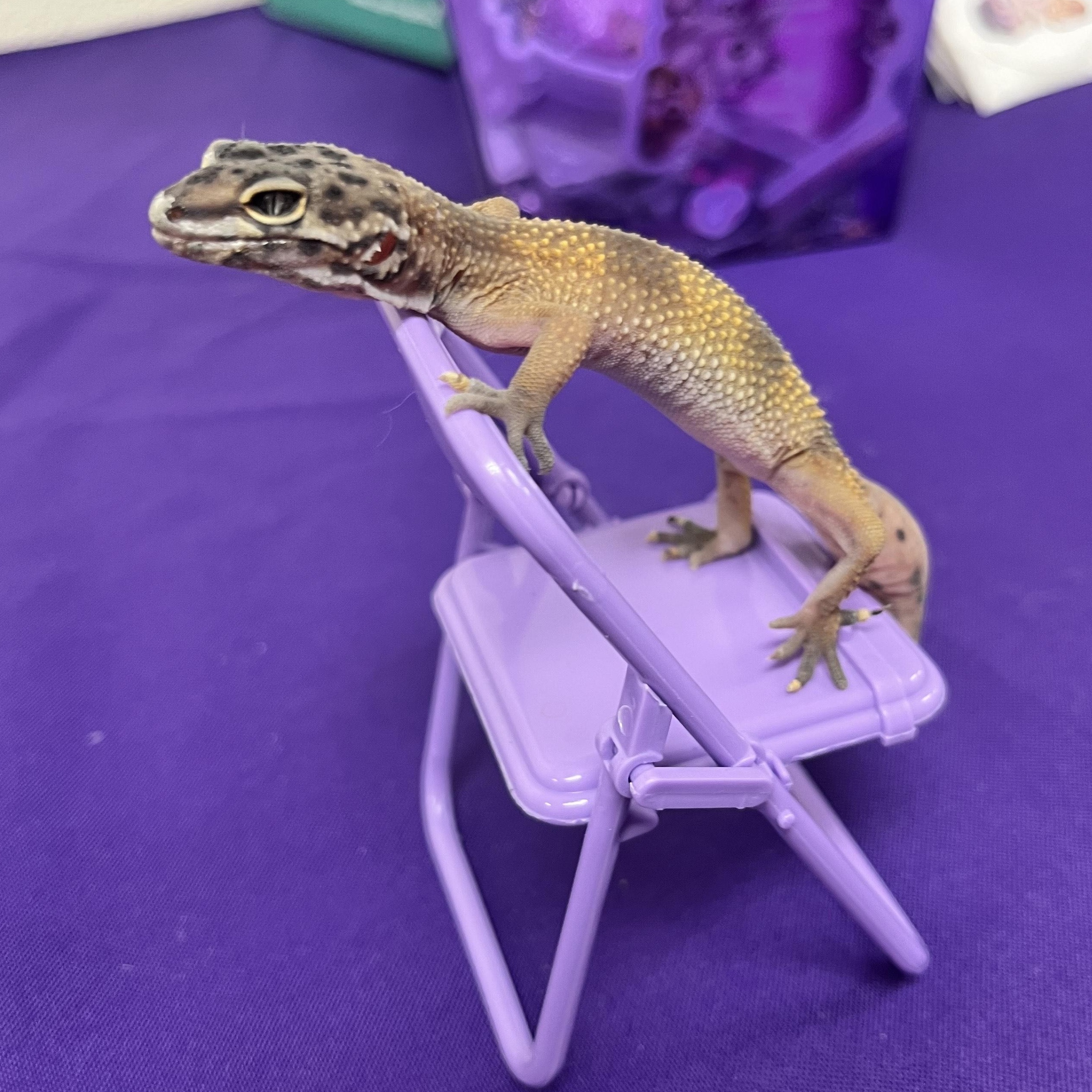 Enlarge Baja, a Adoptable Gecko in Modesto, CA image 1/3