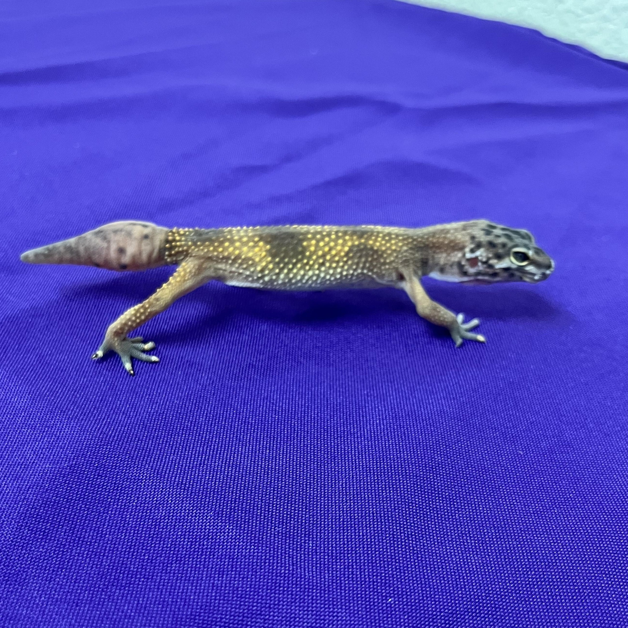 Enlarge Baja, a Adoptable Gecko in Modesto, CA image 3/3