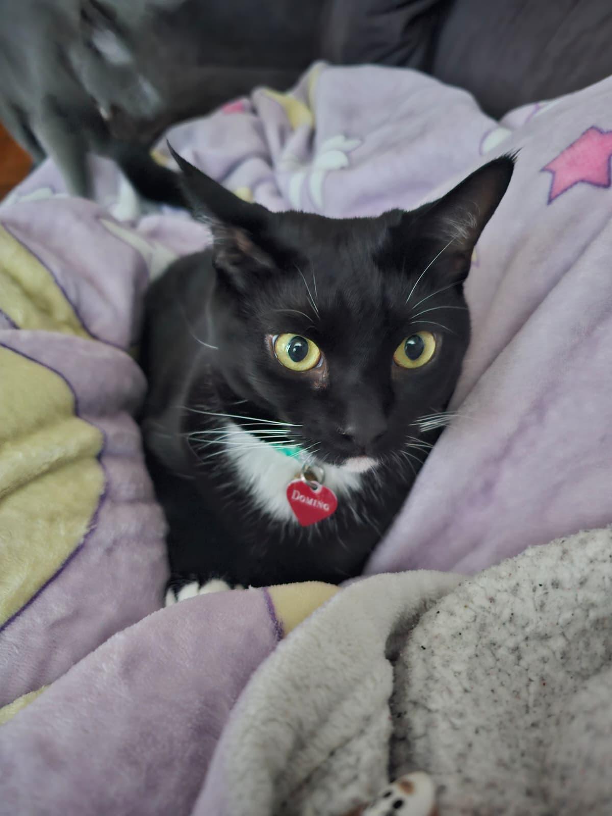 Domino, ADOPTABLE, Adult Male Domestic Short Hair.