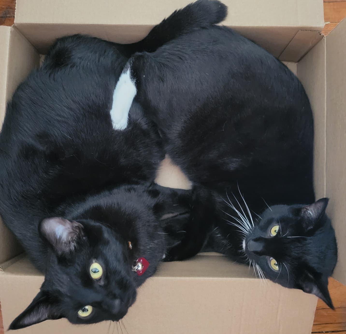 Domino, a ADOPTABLE Domestic Short Hair in Bayonne, NJ image 4/5
