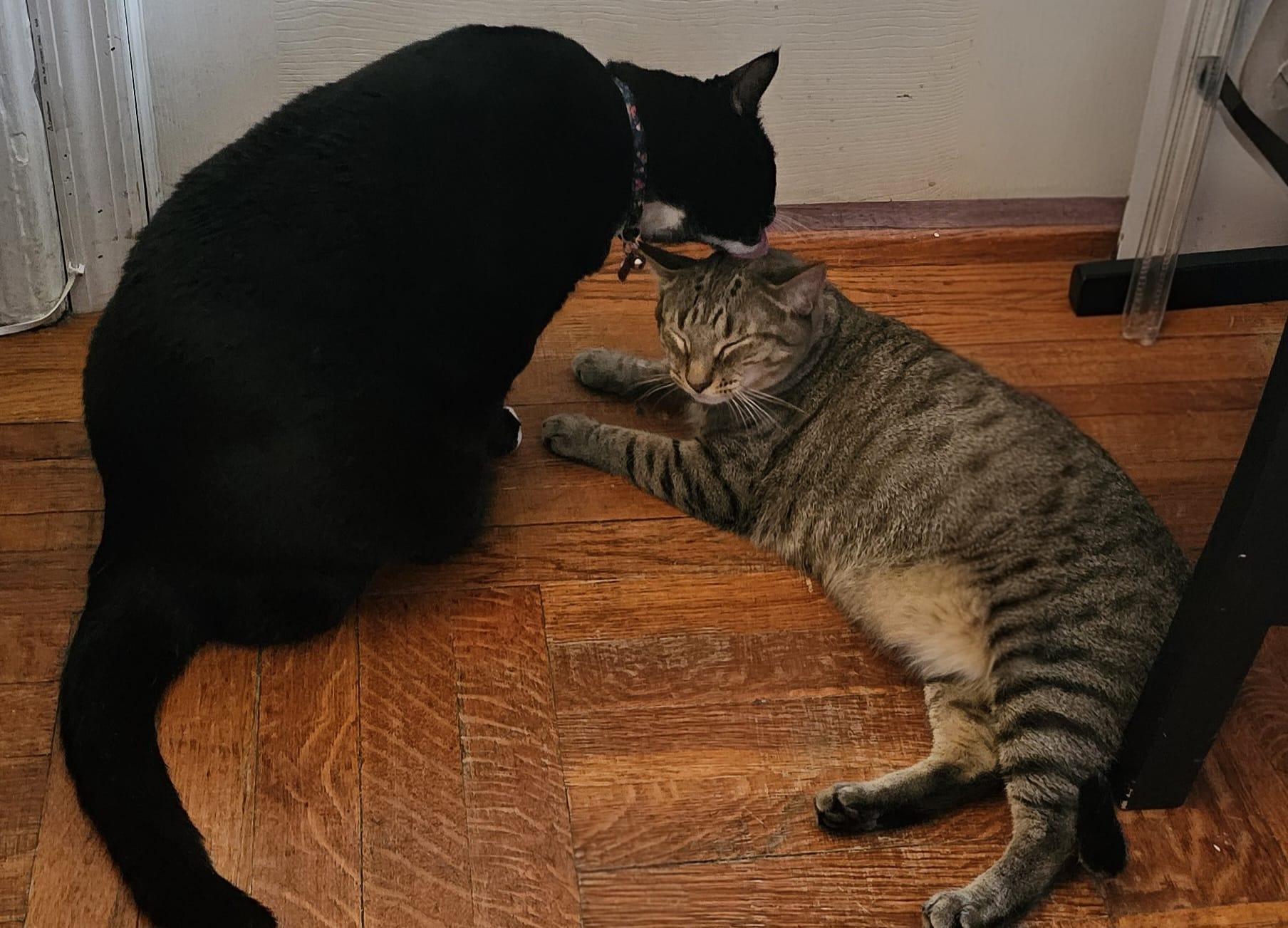 Domino, a ADOPTABLE Domestic Short Hair in Bayonne, NJ image 5/5