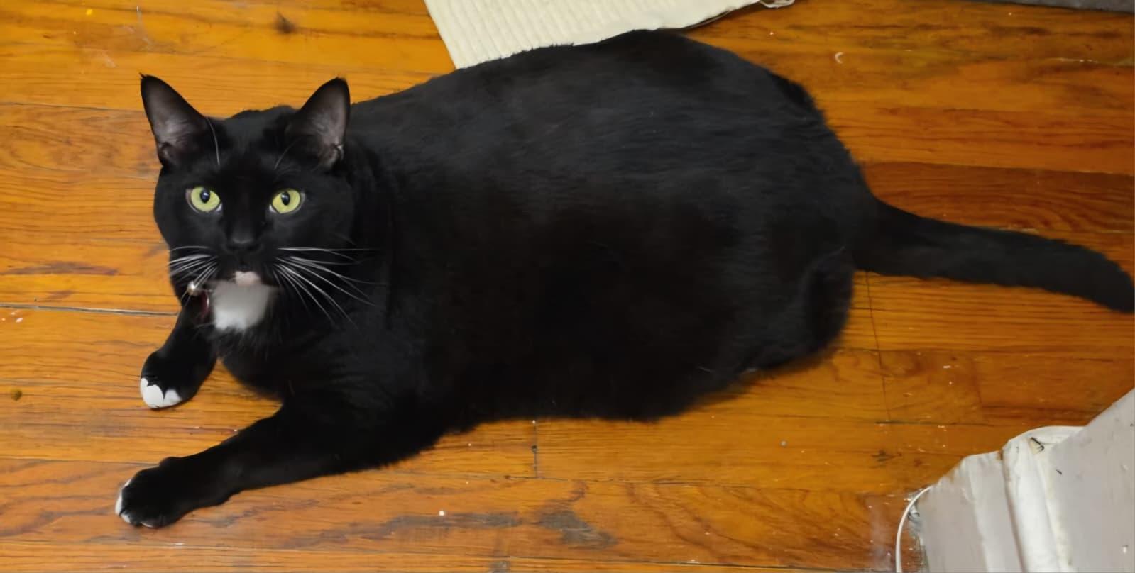 Domino, a ADOPTABLE Domestic Short Hair in Bayonne, NJ image 3/5
