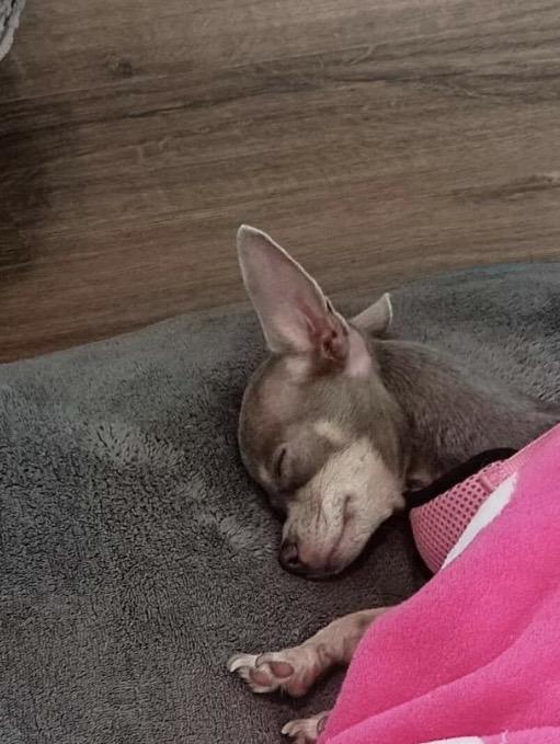 Princess Aurora. ADOPTED, an adopted Chihuahua in Union Grove, WI image 3/3