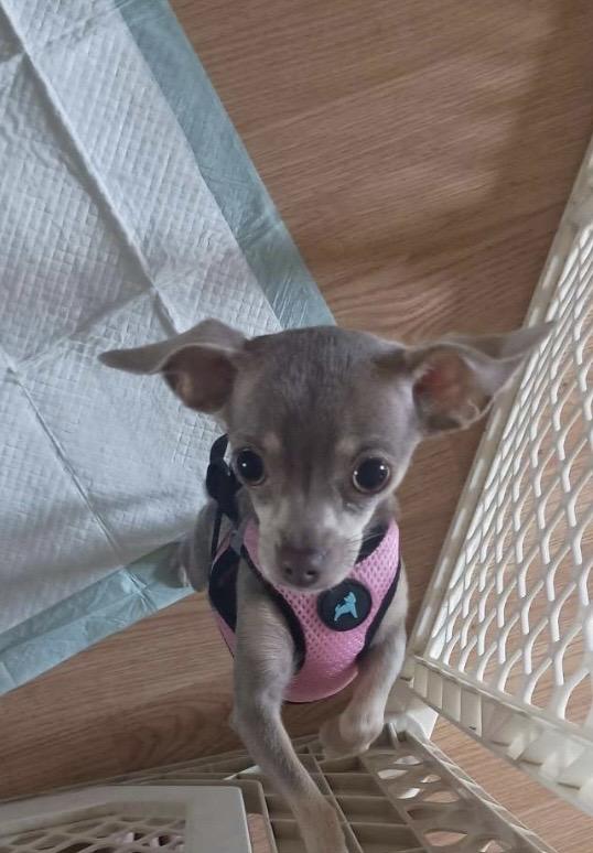 Princess Aurora. ADOPTED, an adopted Chihuahua in Union Grove, WI image 1/3