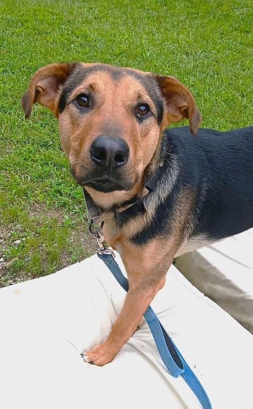 RILEY, ADOPTABLE, Young Male Shepherd & Labrador Retriever.