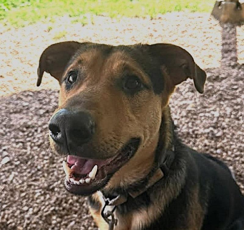 Enlarge RILEY, a ADOPTABLE mixed breed in Pegram, TN image 3/3