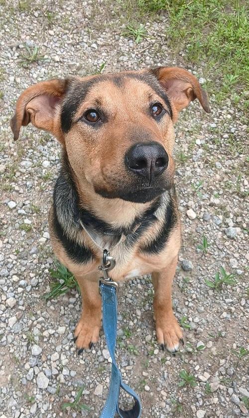 Enlarge RILEY, a ADOPTABLE mixed breed in Pegram, TN image 2/3