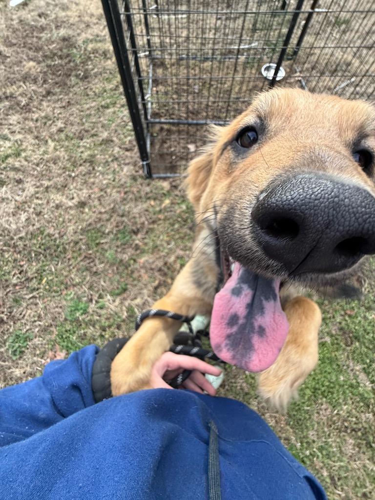 Enlarge Jasper, a Adoptable German Shepherd Dog in Erwin, TN image 1/1