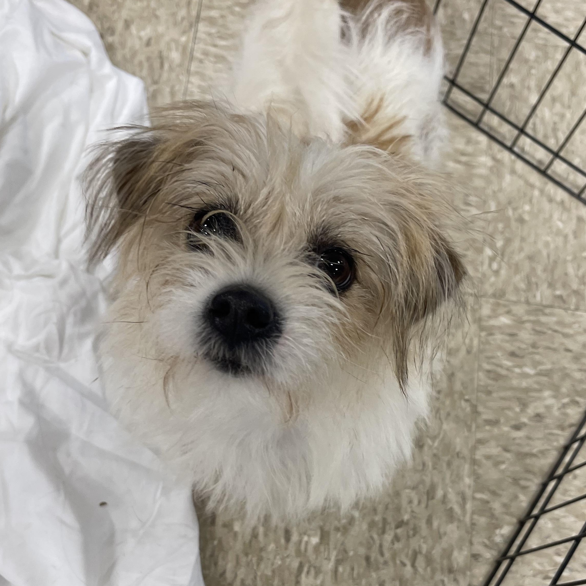 Enlarge Brulee, a Adopted mixed breed in Winter, WI image 2/2